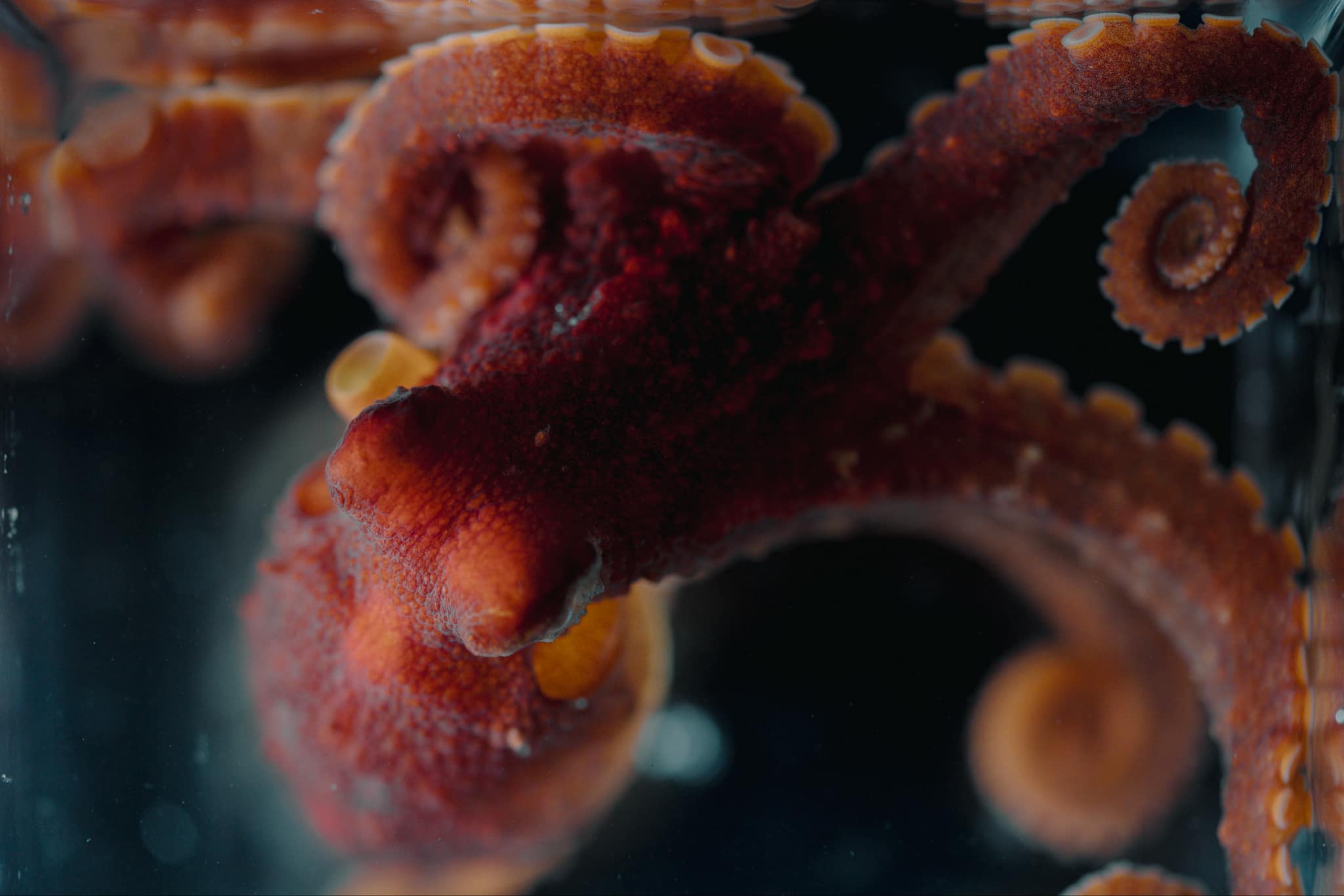 Octopus in aquarium, photo by Meg Mindlin