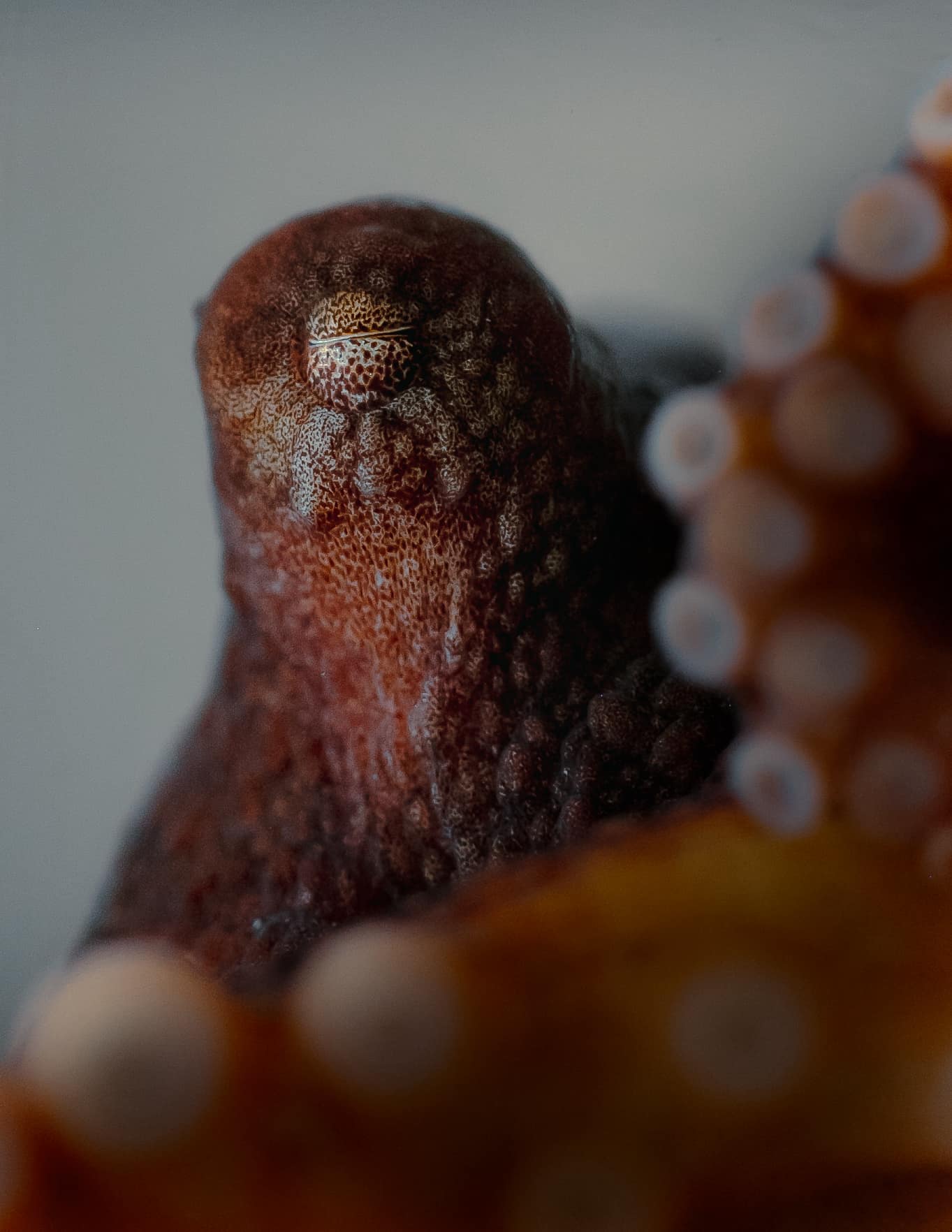 Cephalopod underwater, photo by Meg Mindlin