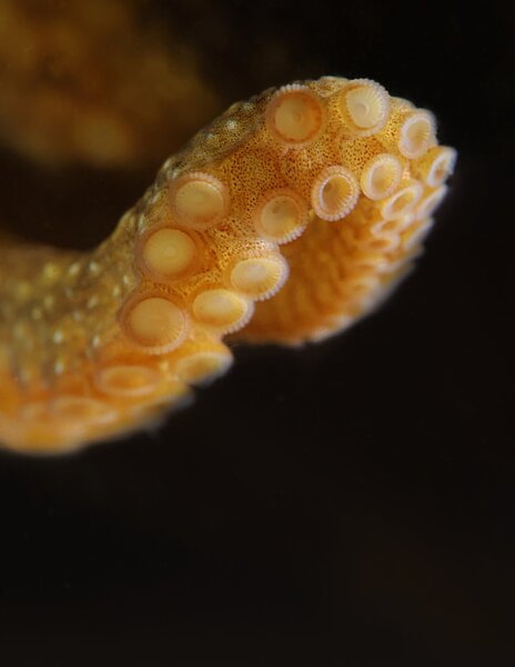 Octopus camouflaged on the seafloor, photo by Jamie Andersen Fields