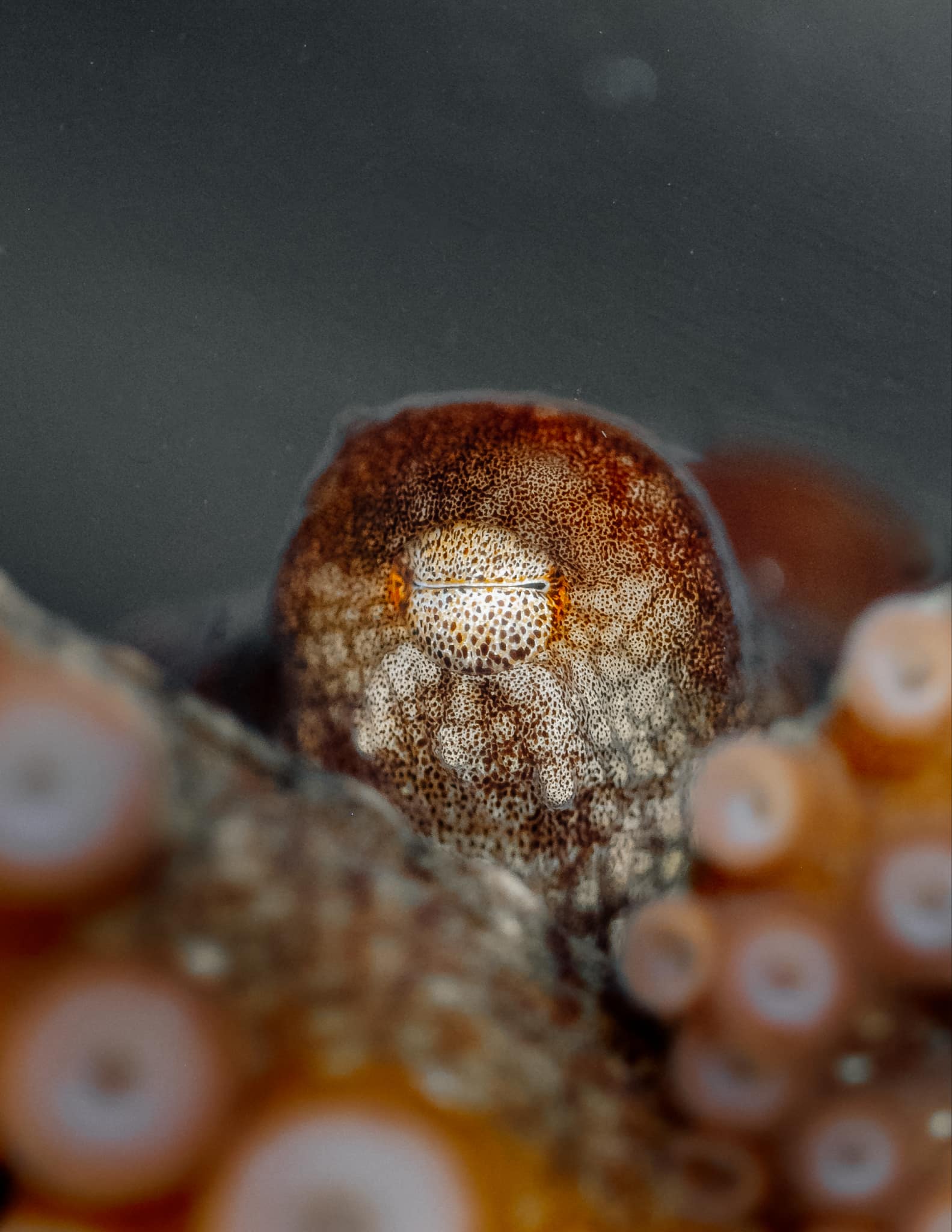 Close-up of an octopus eye and skin texture, photo by Meg Mindlin