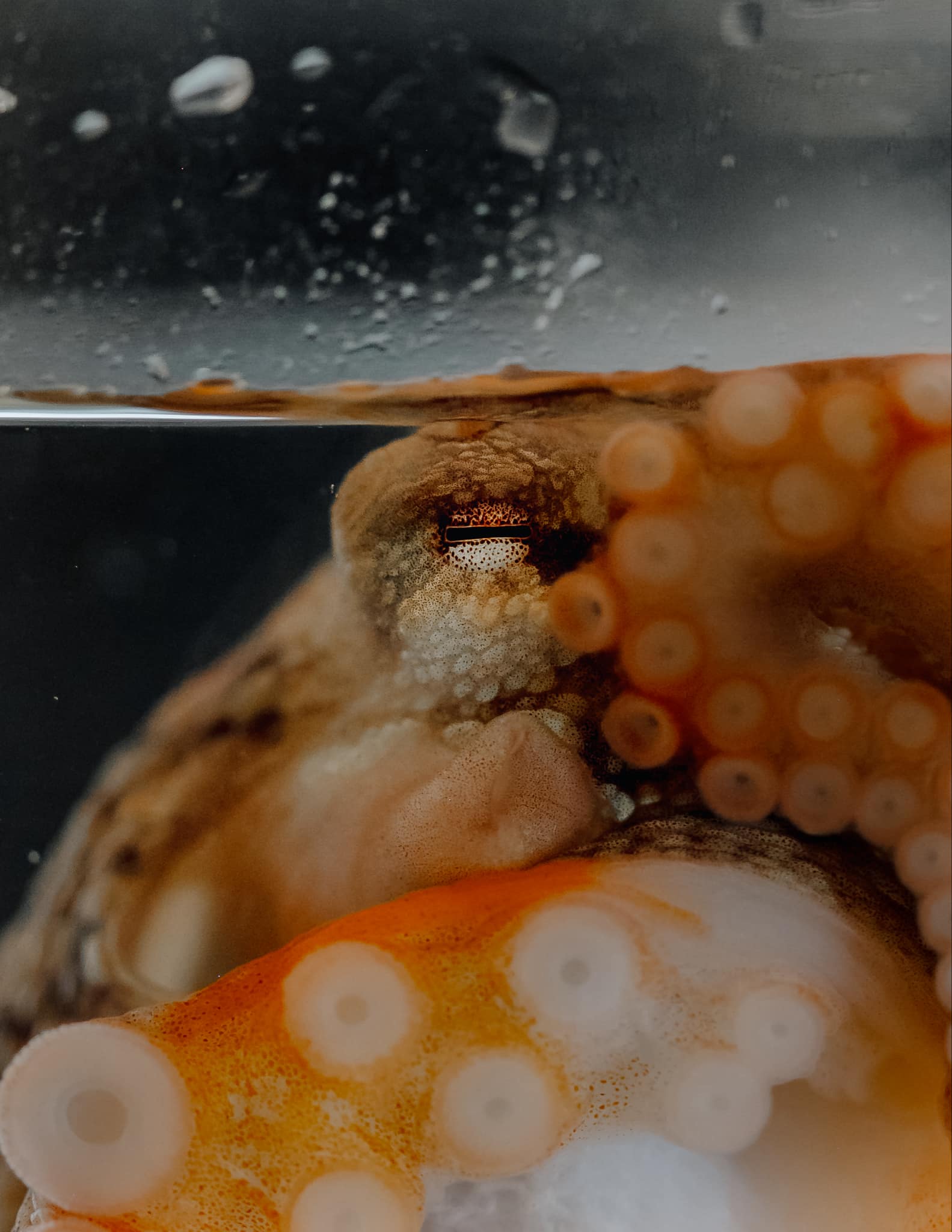 Octopus arms and suckers in the lab, photo by Meg Mindlin
