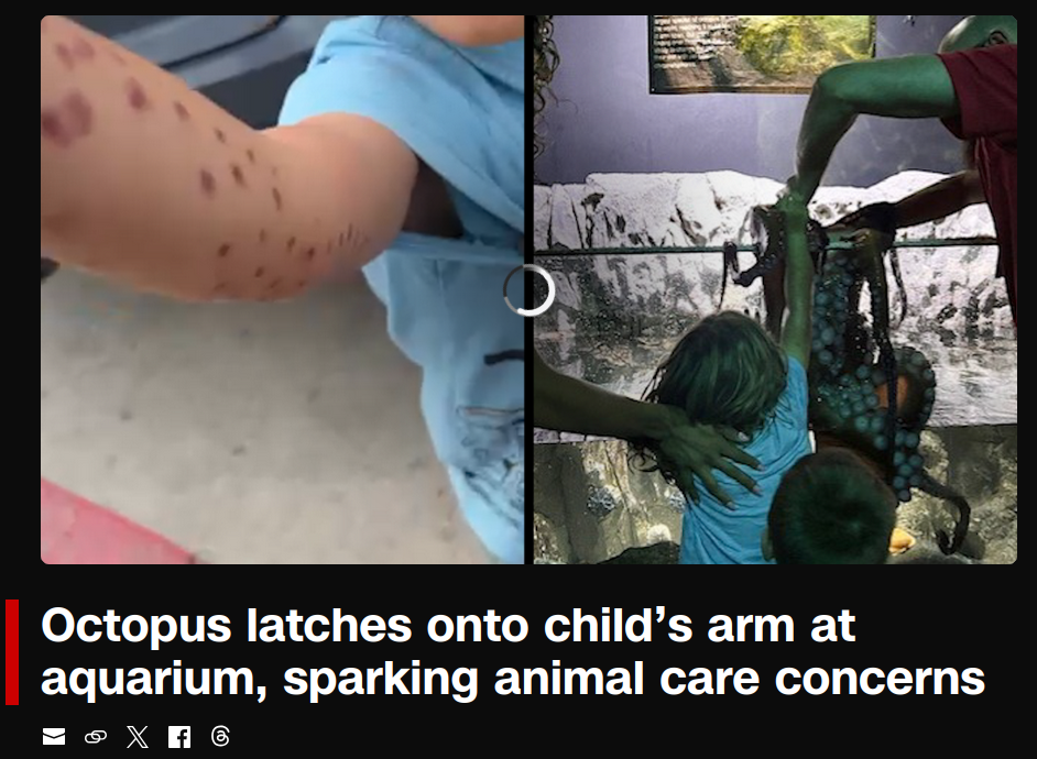 CNN interview on the San Antonio Aquarium octopus story