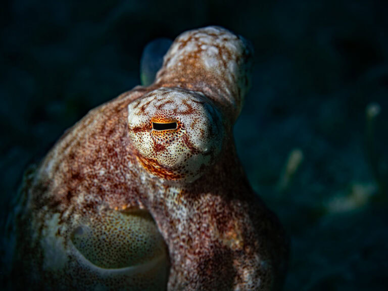 OctoNation article by Meg Mindlin on octopus RNA editing with white V- octopus illustration