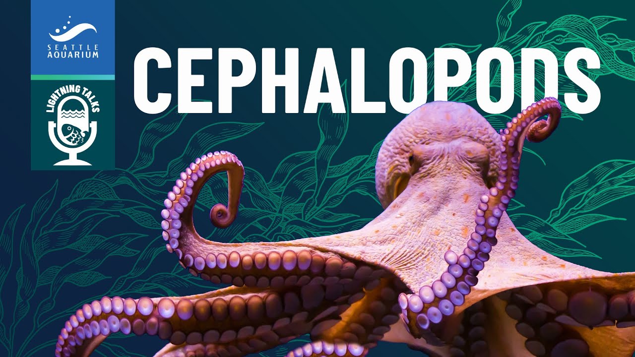 Seattle Aquarium lightning talks thumbnail featuring Meg Mindlin on cephalopods