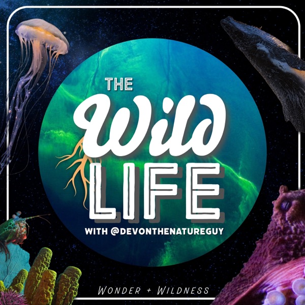 The Wild Life podcast artwork featuring Meg Mindlin interview on cephalopods