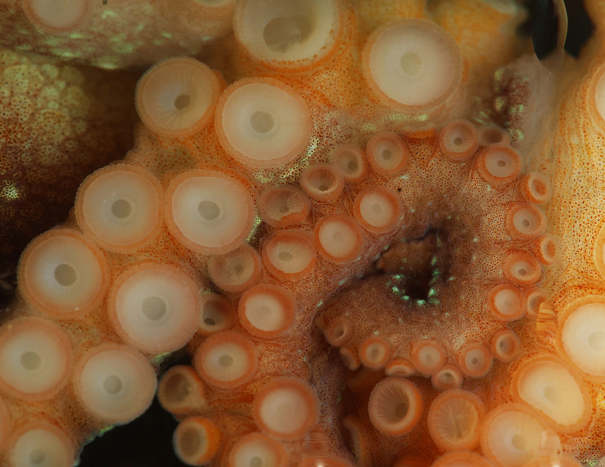 Close-up of octopus suckers, photo by Jamie Andersen Fields